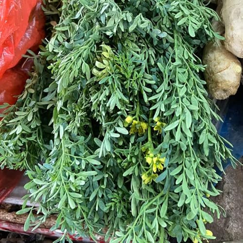 150 pcs Weinraute Pflanze Kaufen Samen - pflanzensamen, pflanzen für sonnige plätze, saatgut blumenbeet Weinraute Samen, Ruta graveolens, kräuter samen, bonsai samen, gartendeko für