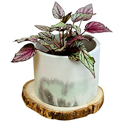 Pot de Fleur en béton, Grand Cache-Pot Plantes intérieurs, 15 x 11 cm, Jardinière Motif marbré Blanc Gris Vert Menthe