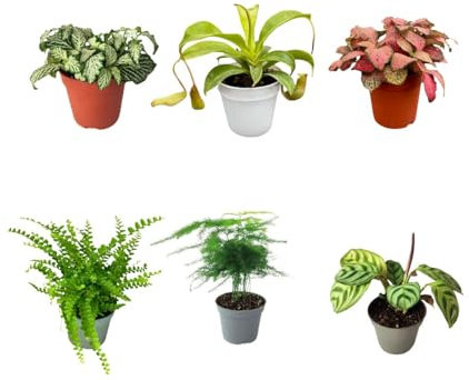 I Giardini di Giulia | Kit 6 Piantine Verdi per Terrarium Fai-da-Te | Fittonia Rossa e Bianca, Felce, Edera, Mini Calathea | Piante Vive da Interno (Con Nepenthes Mini)