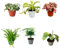 I Giardini di Giulia | Kit 6 Piantine Verdi per Terrarium Fai-da-Te | Fittonia Rossa e Bianca, Felce, Edera, Mini Calathea | Piante Vive da Interno (Con Nepenthes Mini)