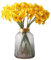Ramo de Bulbos de Narciso Amarillo Frescos con 50 Flores para Decoración y Regalos Especiales