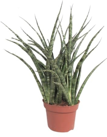 Planta Sansevieria Fernwood Punk, Decoración de Interior, Ø12 cm, 35 cm