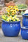 Kunert-Keramik Pflanzkübel,blau,frostfest!!!!!38cm Durchmesser