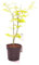 verdecora Arce Japonés Pre Bonsai en Maceta de Ø10cm | Acer Palmatum | Planta Natural