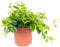 Peperomia Mix Smit - Pianta da interni, facile da pulire, altezza ca. 12-15 cm, diametro vaso 10,5 cm