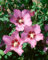 Hibiscus syriacus 'Walberton's Rose Moon' 40-50 cm - Gartenhibiskus, rosa Blüten, Blütezeit Juli-September, ideal für Hecken, pflegeleicht und winterhart