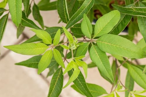 Vitex agnus-castus 'Blue Diddley' 30-40 cm – Winterhart, Mehrjährig, Pflegeleicht – Mönchspfeffer – Zierstrauch für Garten & Terrasse