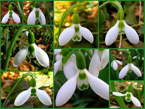 SchneeglöCkchen Blumenzwiebel,Schneeglöckchen Zwiebeln Winterhart, Gartenpflanze,Schneeglöckchen Zwiebeln Winterhart,Dekorativ,Mehrjährig,Zwiebelblume-1zwiebeln-A