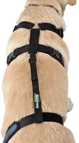 Ortocanis - Haltegurt für Kniebandage Hund - Verhindert das Abrutschen und Sichert die Kniebandage - Fördert die Stabilität - Größe nur Gurtband: XS 38-51 cm