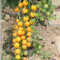 Tomatensamen Goldkrone für ca. 20 Pflanzen - bis zu 40 Früchte je Rispe, saftig