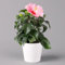 Hibiskus, rosa, mit Keramiktopf Dallas weiß, Topf-Ø 13 cm, Höhe ca. 35 cm