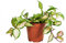 PLNTS - Hoya Carnosa Tricolor - Zimmerpflanzen, Pflanzen Echt, Nachhaltige Verpackung - 12cm Topf - Höhe 25cm - Direkt von der Gärtnerei