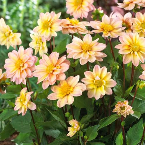 1 Dahlia Topmix Apricot - Summer Flowering Yellow Blooming Perennials - Delightful Little Flowers - Cultivated for UK Climate Conditions