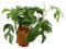 Monstera Minima – Ø 12 cm – 30 cm