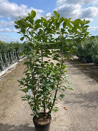 25 Kirschlorbeer normalwachsende Sorte Frosthart 170-200 cm im Topf Heckenpflanzen Prunus Heckenpflanze im großen Topf XXL 2 Pflanzen pro Meter als Hecke ✓