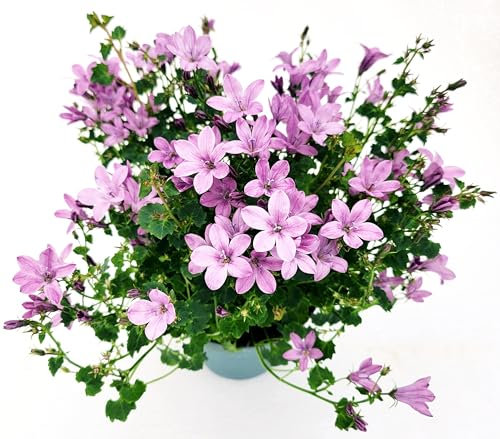POWERS TO FLOWERS - CAMPANULA ROSA A FIORE SEMPLICE, VASO 12CM DIAMETRO, pianta vera