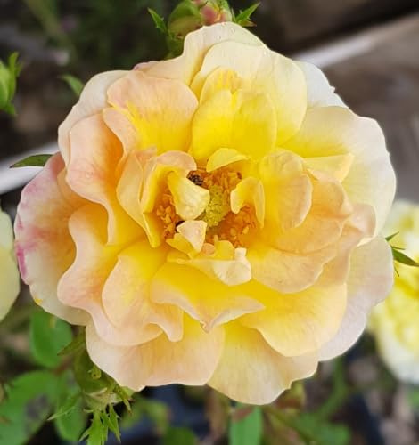 Rosa 'The Fairy Yellow' / Rosier Couvre-sol 'The Fairy Jaune' / Conteneur de 3 à 4 litres