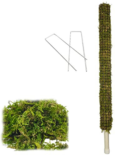 tacery Selbstbewässernder Pflanzenmoosstab – Moosstab Für Pflanzenmonstera, Biegbarer Pflanzenhaufen Sphagnum, Schildkrötengrüner Moosstab, Für Große Indoor-Kletterpflanzen