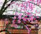 5 Lily Magnolia Samen Purpur-Magnolie Fragrant Zier CombSH M55
