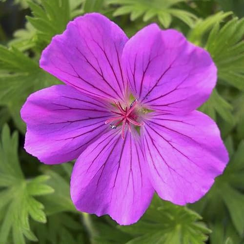 Perfect Plants - Hardy Geranium ‘Tiny Monster’ Perennial Plant – 17cm Pot – Long-Flowering Garden Plant for Borders & Containers