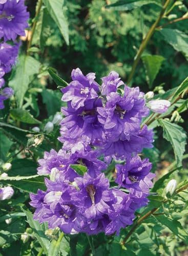 Campanula trachelium 'Bernice' ca. 11x11 cm Topf - Nesselblättrige Glockenblume, violette Blüten, Blütezeit Juni-August, ideal für Rabatten, bienenfreundlich, pflegeleicht