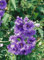 Campanula trachelium 'Bernice' ca. 11x11 cm Topf - Nesselblättrige Glockenblume, violette Blüten, Blütezeit Juni-August, ideal für Rabatten, bienenfreundlich, pflegeleicht