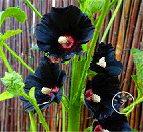 Hollyhock-Blumensamen für Gartenarbeit, schwarz, 50 Stück