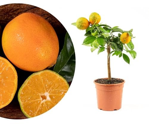 Meine Orangerie Mini-Zitruspflanze im Ø15 cm Topf – Calamondin, Kumquat, Chinotto, Zitrone u.v.m. – Höhe inkl. Topf ca. 40–50 cm – Mediterranes Flair für Balkon & Wohnung (Rote Limette)