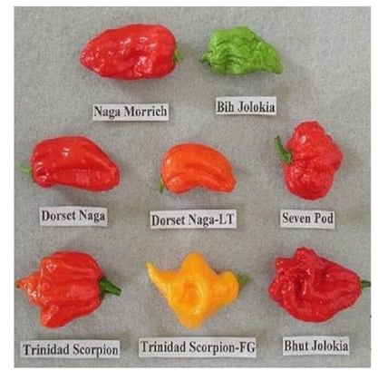 Stk - 40x Schärfste Chili der Welt Mix Gemüse Pflanzen - Samen A106 - Seeds & Plants Shop by Ipsa