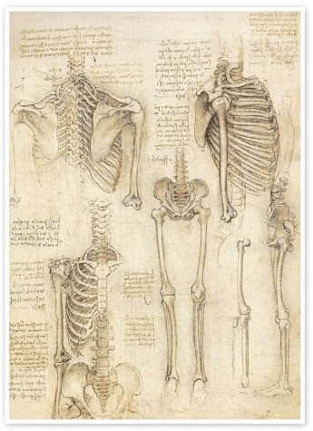 Anatomie-Studie, Skelett Poster von Leonardo da Vinci 50 x 70 cm Beige Wandbilder Wanddeko