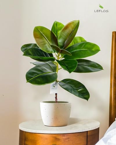 Leflos 60cm künstlicher Gummibaum Indoor, realistische Tropische Gummipflanze im weißen Topf, deko für Wohnzimmer, Büro, Fest & Party