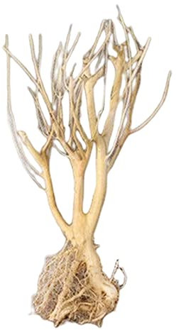 Geardeangloow Aquatic Ökologisches Aquarium Treibholz Wurzel Stamm Baum Ast Terrarium Dekor 25-30cm