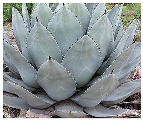 Agave parryi subsp. parryi - 5 Samen