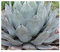Agave parryi subsp. parryi - 5 Samen