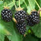 PIANTA DI MORE SENZA SPINE  THORNLESS EVERGREEN® 100% BIOLOGICA (1 pianta)