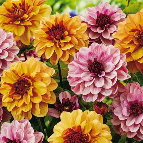 3 Dahlias 'Sweet & Honey' Bulbes à fleurs d'été en extérieur dans un emballage extra large - Plantes prêtes pour les parterres de fleurs, pots, conteneurs.