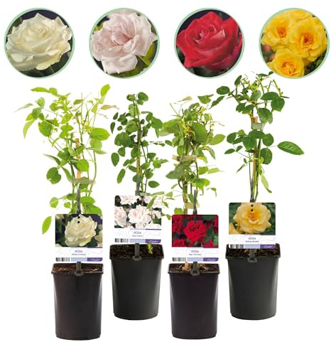 Kletterrose – Rosa Rainbow – Blumen Rosa-Weiß-Gelb-Rot – 4 Pflanzen – Wenig Pflege – 11cm – Höhe ca. 40cm