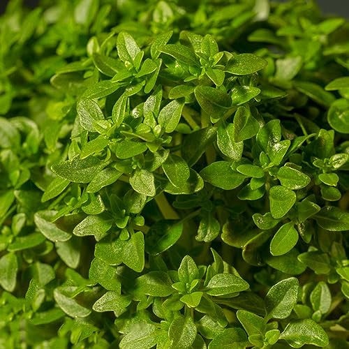 150 pezzi semi di basilico perenne resistente - erbe semi piante perenni resistenti semi di basilico basilico, pianta di decorazione del balcone del semi