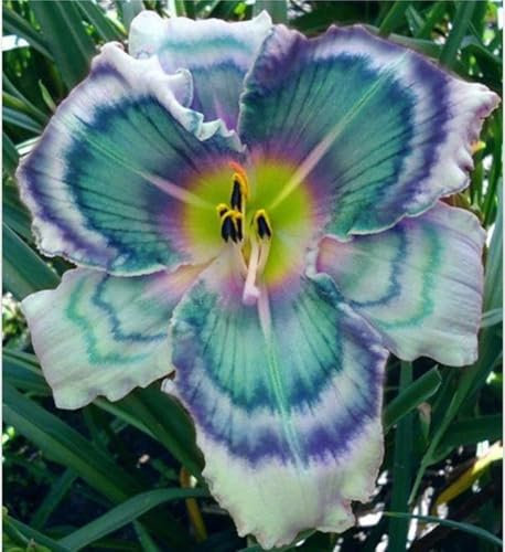 Taglilien zwiebeln,Winterhart Mehrjährig,hemerocallis Pflanzen,taglilien rhizome Mehrjährig,Taglilien zwiebeln Winterhart,Hausgarten,gross blumige taglilien,hemerocallis Knollen.-3zwiebeln-F