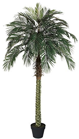 AMERIQUE Gorgeous 6 Feet Tropical Phoenix Palm Tree Artificial Silk Plant with UV Protection, with Nursery Plastic Pot, Feel Real Technology, Super Quality
