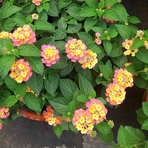 Samen, 300 Stück/Beutel Lantana Camara-Samen, schnell wachsende Mischung, Farbe, natürlich, hervorragende Produktion von Blumensamen zum Pflanzen, zieht Bienen an – Mischungsfarbe