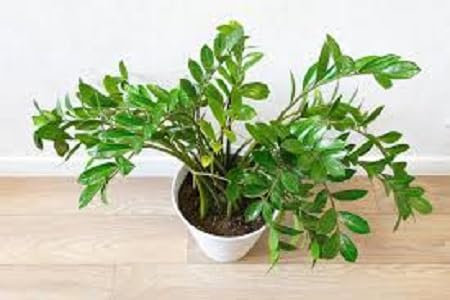 Nouveau 50 pcs frais Zamioculcas zamiifolia graines de plantes