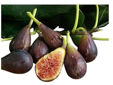Pianta di fico MELANZANA VIOLA in vaso o fitocella (fiorone)