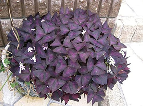 Semi di trifoglio viola confezione da 100 semi