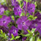 6x Jungfernkraut Immergrün 'Atropurpurea' - Vinca minor ‘Atropurpurea’ - Topf 9x9cm
