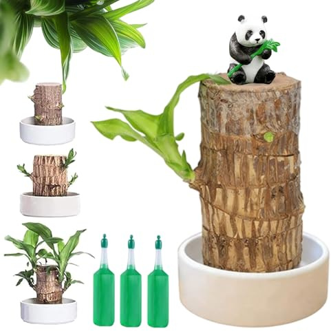 Brasilianischer Glücksbaum, Brasilianischer Baum, Brasilianisches Glücksholz 10cm Mit Meditationsfigur, Brasilianische Holz Hydroponikpflanze, Brazilian Lucky Bamboo Für Büro (h)
