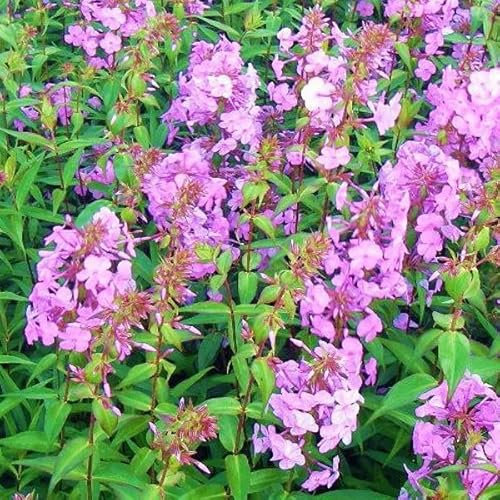 6 x Teppich Flammenblume 'Alpha' - Phlox Maculata 'Alpha' Topf 9x9cm: Bodendecker mit lila Blüten