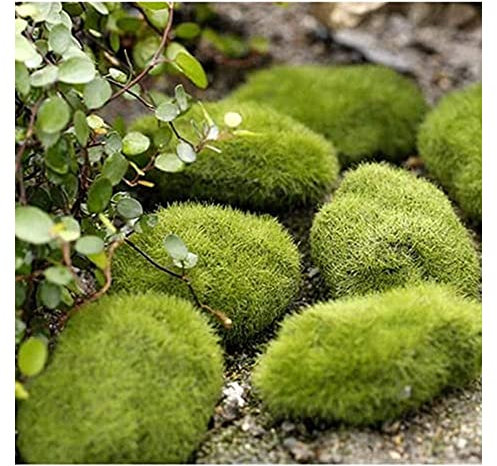 GIVBRO Dekoration Moosstein Mini Garten Pflanze Puppe Micro Landschaft für Puppenhaus Gartenmöbel Dekoration 9-10cm, 5pcs