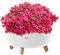 Blumentopf Schale mit Füßen Einsatz Blumenschale Kräutertopf Übertopf (Weiß, L+ 39cm)