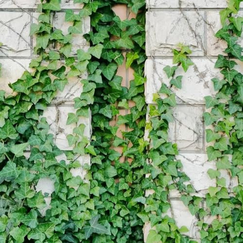 100 pcs Efeutute samen kräuterbeet winterfeste pflanzen für balkon efeu bodendecker samen balkonpflanzen winterhart kräuter pflanzen winterharte kübelpflanzen topfpflanzen draußen